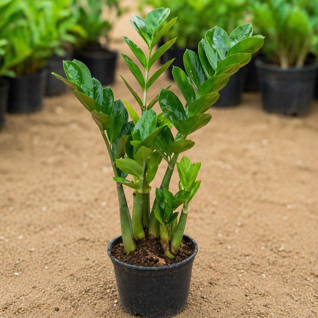ZZ Plant Sapling – Live Indoor Glossy Foliage Plant | Zamioculcas
